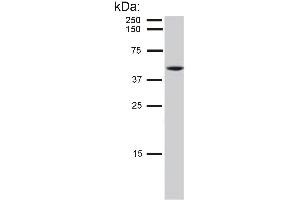Detection of cytokeratin 8 in HeLa cell lysate by mouse monoclonal antibody C-51 . (KRT8 Antikörper)