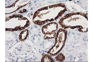 Immunohistochemical staining of paraffin-embedded Human Kidney tissue using anti-NNMT mouse monoclonal antibody.