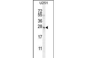 BHLHA15 Antikörper  (C-Term)