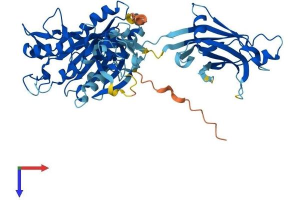 CPNE6 Protein (AA 1-557) (His tag)