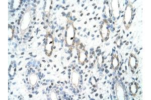 BAG2 antibody was used for immunohistochemistry at a concentration of 4-8 ug/ml to stain Epithelial cells of renal tubule (arrows) in Human Kidney. (BAG2 Antikörper  (C-Term))
