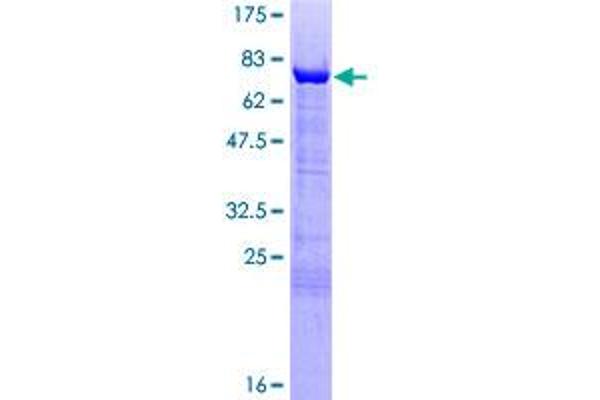 GAS7 Protein (AA 1-416) (GST tag)