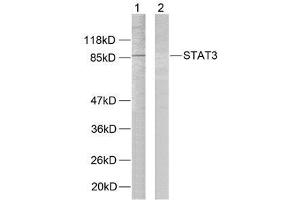 Western blot analysis of extracts from HeLa cells using STAT3 (Ab-727) antibody (E021046). (STAT3 Antikörper)