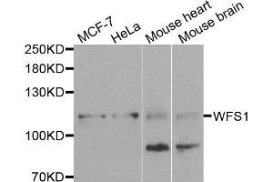 Western blot analysis of extracts of various cells, using WFS1 antibody.
