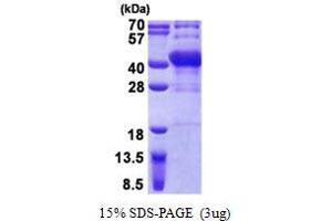 SDS-PAGE (SDS) image for POU Class 6 Homeobox 1 (POU6F1) (AA 1-301) protein (His tag) (ABIN5853001)