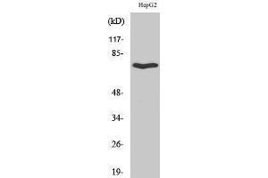Western Blotting (WB) image for anti-Hypocretin (Orexin) Receptor 2 (HCRTR2) (C-Term) antibody (ABIN3186225) (HCRTR2 Antikörper  (C-Term))
