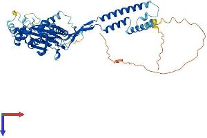 ASIC1 Protein (AA 1-526) (His tag)