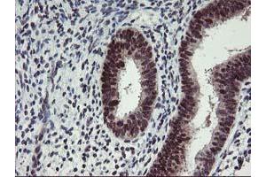 Image no. 1 for anti-Ankyrin Repeat Domain 53 (ANKRD53) (AA 1-300) antibody (ABIN1490719) (ANKRD53 Antikörper  (AA 1-300))