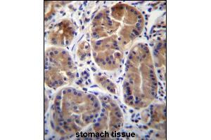 SYPL1 Antibody (N-term) (ABIN656672 and ABIN2845911) immunohistochemistry analysis in formalin fixed and paraffin embedded human stomach tissue followed by peroxidase conjugation of the secondary antibody and DAB staining. (SYPL1 Antikörper  (N-Term))