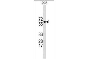 Western blot analysis in 293 cell line lysates (35ug/lane). (BRAP Antikörper  (N-Term))