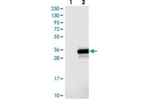 Western blot analysis of Lane 1: Negative control (vector only transfected HEK293T lysate), Lane 2: Over-expression Lysate (Co-expressed with a C-terminal myc-DDK tag (~3. (OLAH Antikörper)