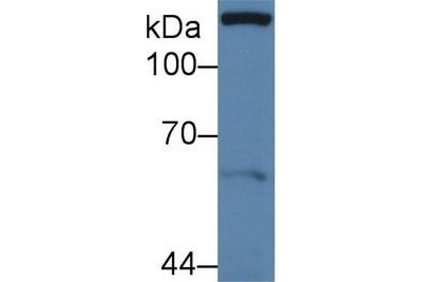 Paxillin Antikörper  (AA 201-461)