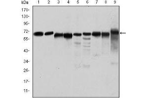 Western blot analysis using PRKAA1 mouse mAb against Jurkat (1), Hela (2), HepG2 (3), MCF-7 (4), Cos7 (5), NIH/3T3 (6), K562 (7), HEK293 (8), and PC-12 (9) cell lysate. (PRKAA1 Antikörper)
