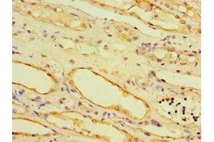 Immunohistochemistry of paraffin-embedded human kidney tissue using ABIN7168521 at dilution of 1:100 (AHCYL1 Antikörper  (AA 31-260))