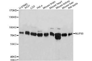 Western blot analysis of extracts of various cell lines, using NUP93 antibody (ABIN1873990) at 1:3000 dilution. (NUP93 Antikörper)