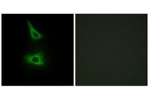 Immunofluorescence (IF) image for anti-LI Cadherin (Internal Region) antibody (ABIN1850218) (LI Cadherin Antikörper  (Internal Region))