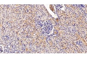 Immunohistochemistry (IHC) image for anti-FK506 Binding Protein 7 (FKBP7) (AA 24-217) antibody (ABIN7443236)