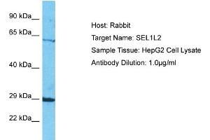 Host: Rabbit Target Name: SEL1L2 Sample Tissue: Human HepG2 Whole Cell Antibody Dilution: 1ug/ml (SEL1L2 Antikörper  (N-Term))