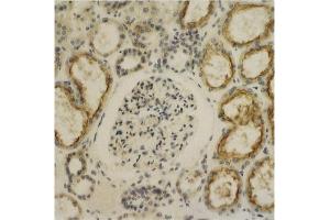 Immunohistochemistry image of Glypican-4 staining in sections of human kidney tissue. (GPC4 Antikörper  (AA 509-520))