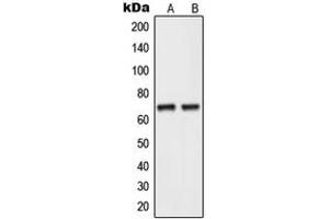 Western blot analysis of NEIL3 expression in human testis (A), HepG2 (B) whole cell lysates. (NEIL3 Antikörper  (C-Term))