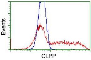 HEK293T cells transfected with either RC200301 overexpress plasmid (Red) or empty vector control plasmid (Blue) were immunostained by anti-CLPP antibody (ABIN2453955), and then analyzed by flow cytometry. (CLPP Antikörper)