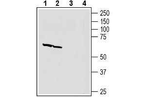 Western blot analysis of human SH-SY5Y neuroblastoma cell line lysate (lanes 1 and 3) and human  MG glioblastoma cell line lysate (lanes 2 and 4):1-2. (Neuronal Pentraxin 1 (NPX1) Peptid)