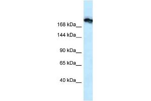 WB Suggested Anti-Tjp1 Antibody Titration: 1. (TJP1 Antikörper  (N-Term))