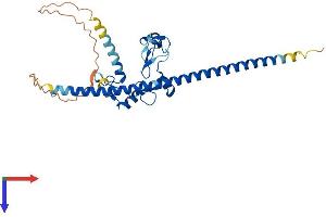 FAM76A Protein (AA 1-307) (His tag)