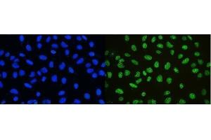 IF analysis of nmt55/p54nrb using anti-nmt55/p54nrb antibody (ABIN3044530). (NONO Antikörper  (N-Term))