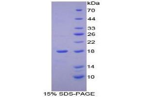 SDS-PAGE analysis of Mouse Neurotrophin 4 Protein. (Neurotrophin 4 Protein (NTF4))