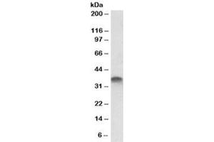 Western blot testing of placenta lysate with STX11 antibody at 1ug/ml. (Syntaxin 11 Antikörper)