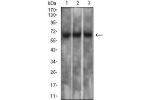 Western blot analysis using MSLN mouse mAb against PC-3 (1), SK-MES-1 (2), and CHO3D10 (3) cell lysate.