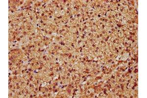 IHC image of ABIN7169059 diluted at 1:1200 and staining in paraffin-embedded human adrenal gland tissue performed on a Leica BondTM system. (LATS1 Antikörper  (AA 1-280))