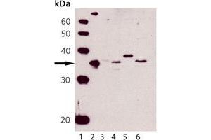 Western blot analysis of HO-2: Lane 1: MWM, Lane 2: HO-2 (human), (recombinant) , Lane 3: HeLa (Heat Shocked) Cell Lysate, Lane 4: L929 Cell Lysate, Lane 5: RK-13 Cell Lysate, Lane 6: CHO-K1 Cell Lysate (HMOX2 Antikörper)