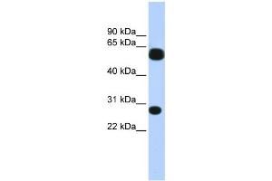 WB Suggested Anti-TRIM16 Antibody Titration:  0. (TRIM16 Antikörper  (N-Term))