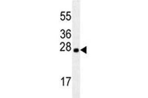 LXN antibody western blot analysis in mouse brain tissue lysate. (Latexin Antikörper)