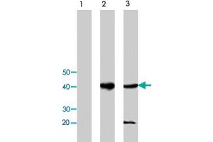 Western blot analysis of extract from CMT-93 cells, using Ido1 polyclonal antibody  .