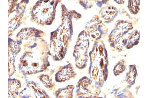 Immunohistochemistry (IHC) image for anti-Podocalyxin-Like (PODXL) (Extracellular Domain) antibody (ABIN6940326)