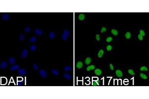 Immunofluorescence analysis of 293T cells using Monomethyl-Histone H3-R17 antibody (ABIN5969825). (Histone 3 Antikörper  (H3R17me))