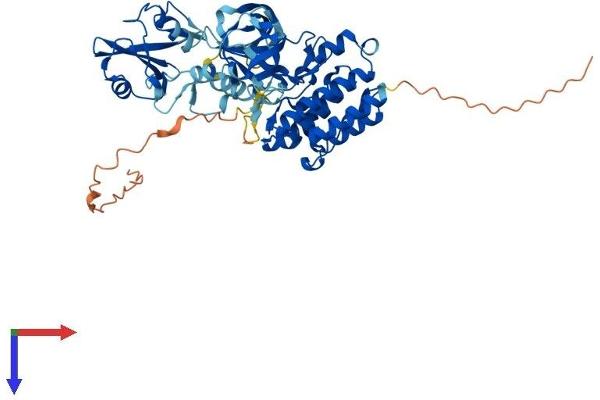 MATK Protein (AA 1-507) (His tag)