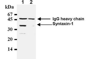 Western Blotting (WB) image for anti-Syntaxin 1A (Brain) (STX1A) antibody (ABIN492371) (STX1A Antikörper)