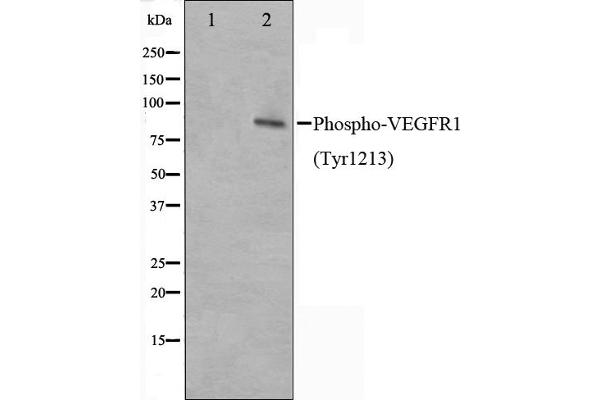 FLT1 antibody  (pTyr1213)