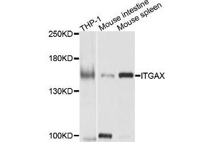 Western blot analysis of extracts of various cells，using CD11C antibody.