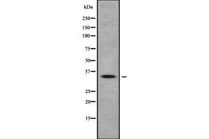 Western blot analysis of OR10Q1 expression in HEK293 cells ,The lane on the left is treated with the antigen-specific peptide. (OR10Q1 Antikörper  (C-Term))