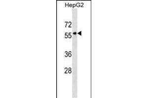 KPNA5 Antibody (N-term) (ABIN1538900 and ABIN2838187) western blot analysis in HepG2 cell line lysates (35 μg/lane). (KPNA5 Antikörper  (N-Term))
