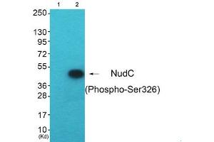 Western blot analysis of extracts from HepG2 cells (Lane 2), using NudC (Phospho-Ser326) Antibody.