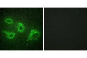 Peptide - +Immunofluorescence analysis of HeLa cells, using CKI-α antibody. (CSNK1A1 Antikörper)