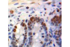 IHC-P analysis of Bowels tissue, with DAB staining. (KLF4 Antikörper  (AA 240-478))