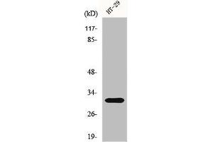 Western Blot analysis of HuvEc cells using IL-5 Polyclonal Antibody (IL-5 Antikörper  (Internal Region))