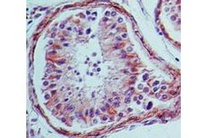 Immunohistochemistry of mouse Anti-TLR4 antibody. (TLR4 Antikörper)